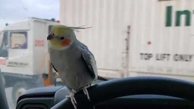 I have to post this, at it's my favourite parrot video