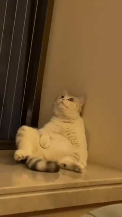 When your hooman says that it&rsquo;s just a regular vet checkup, but now you can&rsquo;t find your ballz after waking up!