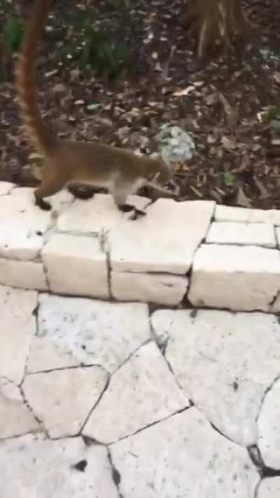 These coatis are drunk