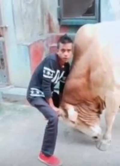 to wrestle a bull