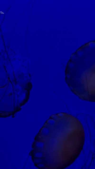 Videos of jellyfish at Shedd&rsquo;s Aquarium 🌊