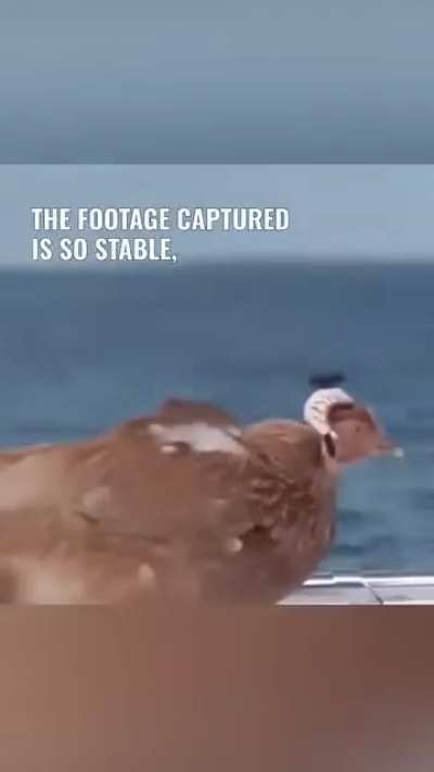 Chickoscope
