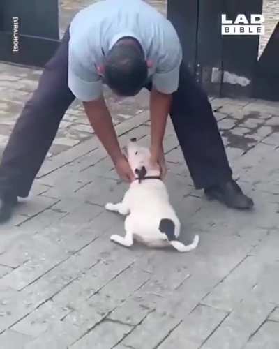 Vai cachorro! Vai lá buscar a bola