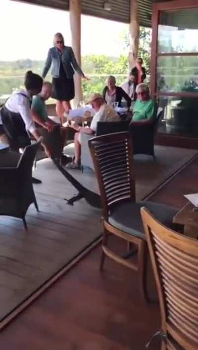 To dine with hoomans