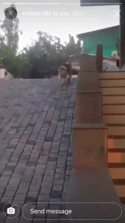 guy chases dog