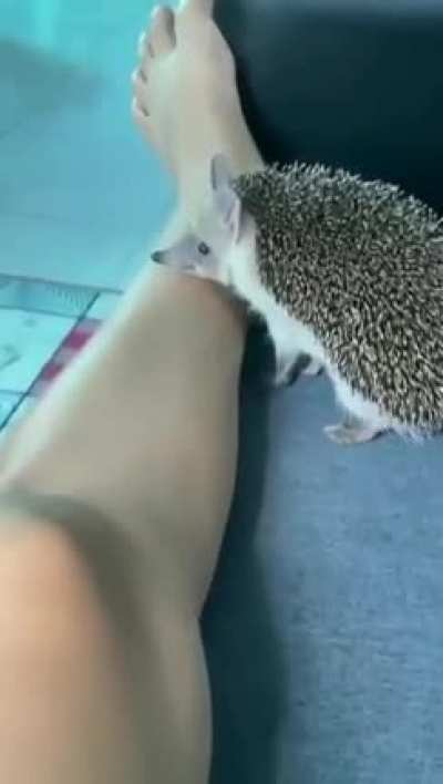 Such a cute and loyal pet