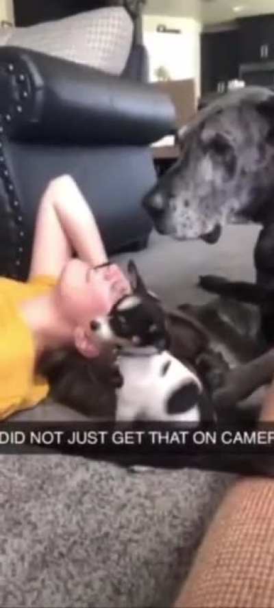 Poor Puppy