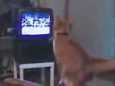 Cat.