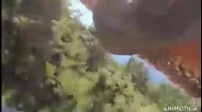 Bird takes off with a Camera and turns into a drone