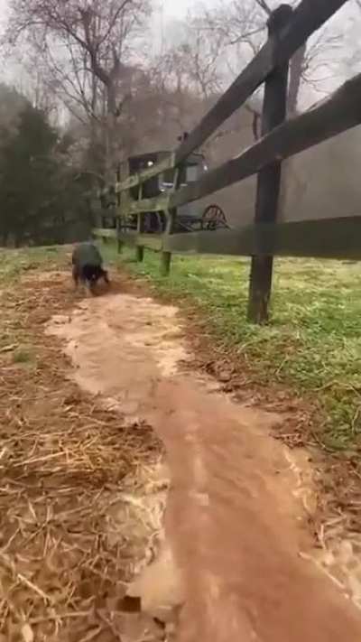 Meet the irrigation dog