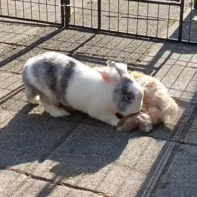 Ultimate Flop