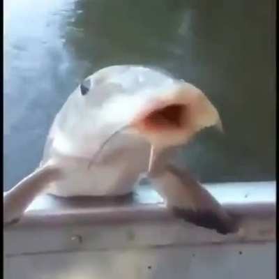 Pescado