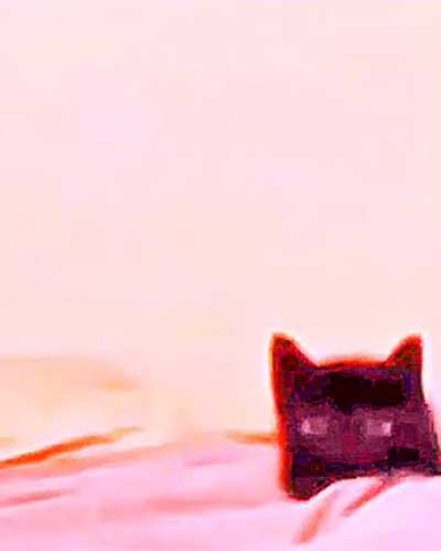 NUKED CAT 😺💥