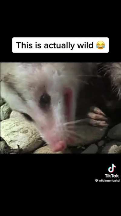 Opossums are cool