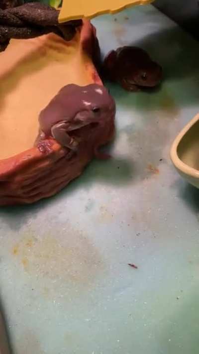 Worm