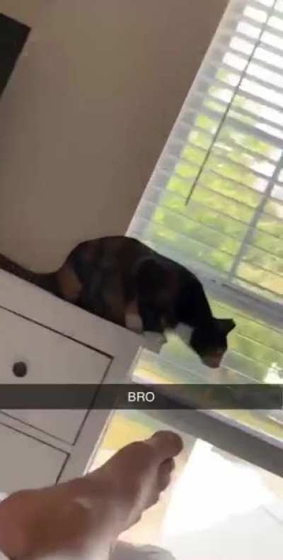 Get a kitten they said&hellip;