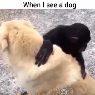cReaTuRe aTtAcKs aNd SexUALLy hArAssEs pOor DogGo