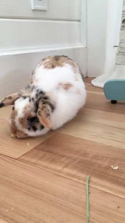 Celebrating Speckles’ six-month birthday with her very first treat ❤️