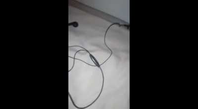 Penis Music nsfw