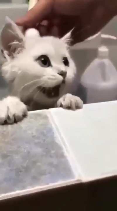 Kitten's first shower.