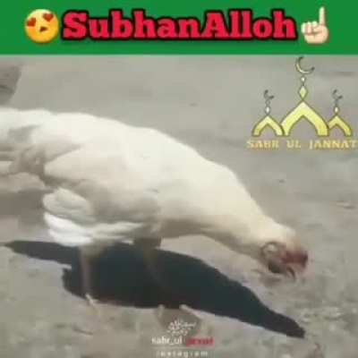 Mashallah 3