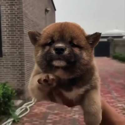 Sky pupper