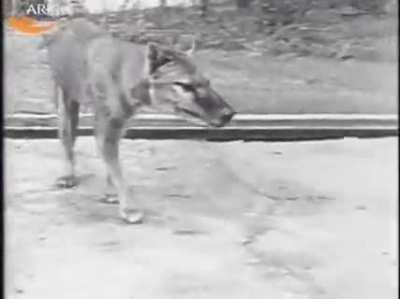 D&uuml;nyadaki Son Thylacine'in (Tazmanya Kaplanı) G&ouml;r&uuml;nt&uuml;leri