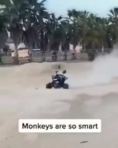 monke'
