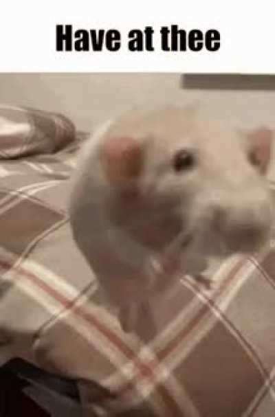 The rats