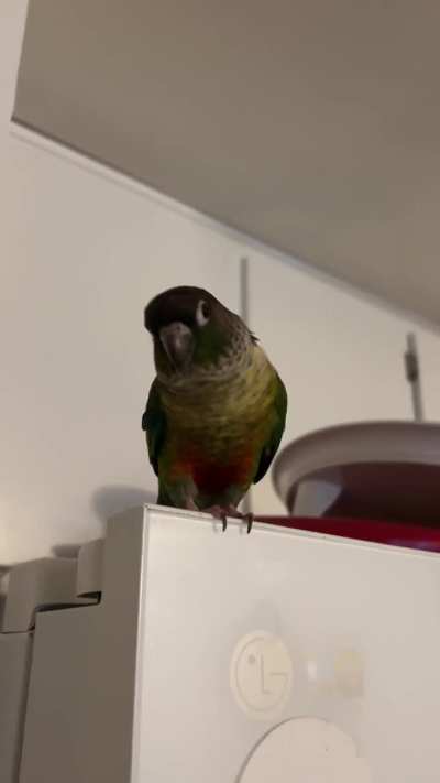 I come home from work to see Mango waiting for me atop of a fridge&hellip;
