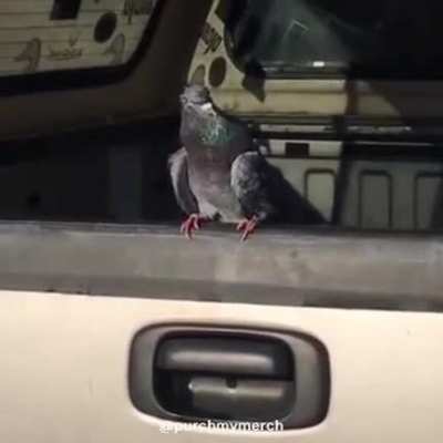 Epic Pigeon Prank