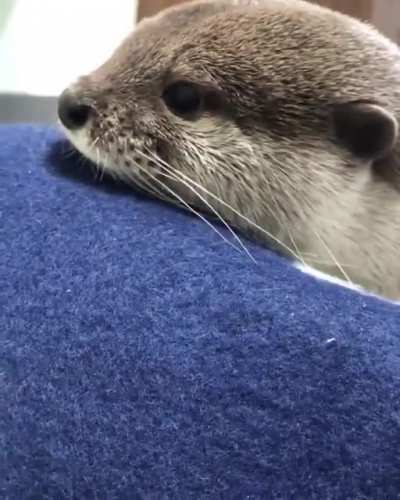 It&rsquo;s a otter with a cute side