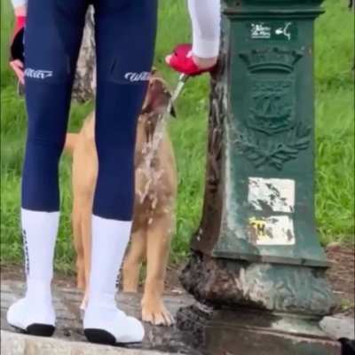 Looks like an Orbea rider has negotiated a truce with dogs.