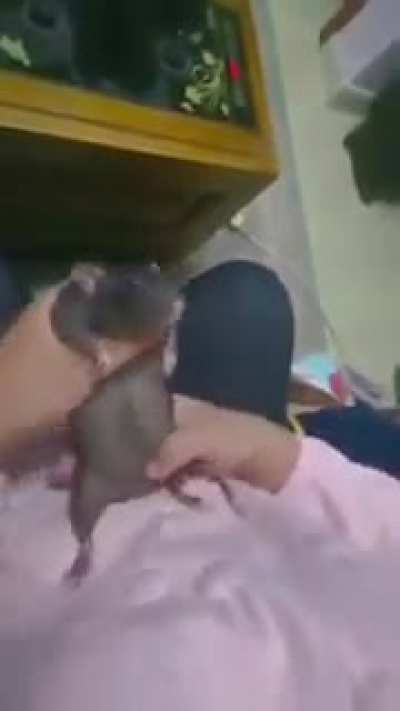 Rat