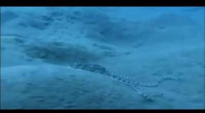 Intelligent octopus that mimics the shape of other animals