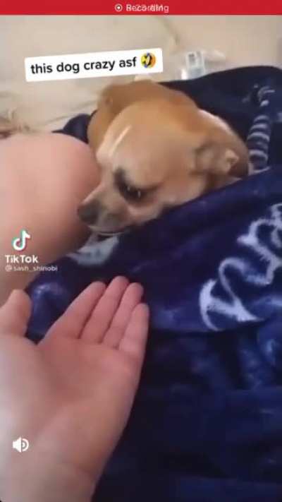 Don't mess with chihuahuas