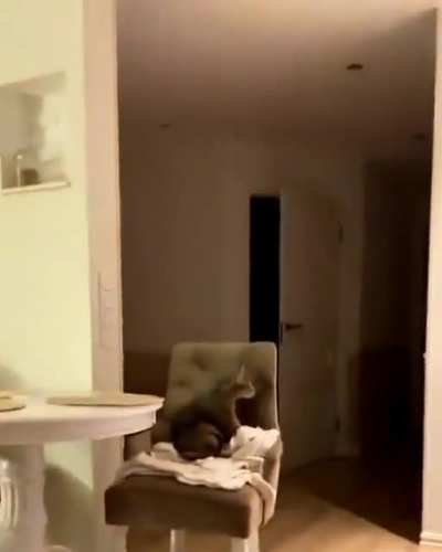 "I saw this on TV, hooman!"