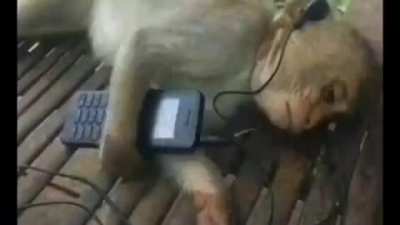 Monkey jazz