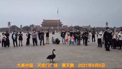 A Black Swan Flew Over Tiananmen Square Which In Chinese Culture Is A Foreshadowing Of Disastrous Events