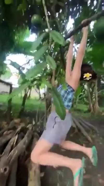 Tree: 
