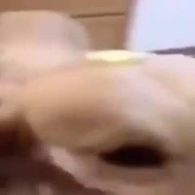 Butter dog