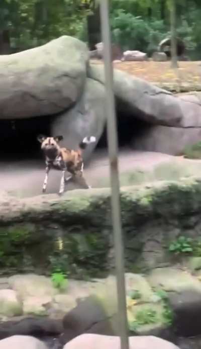 The way these painted dogs perch up on their hind legs out of curiosity is so cute. Why not put them in the petting area???