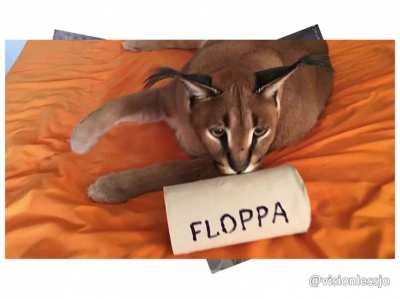 Floppa