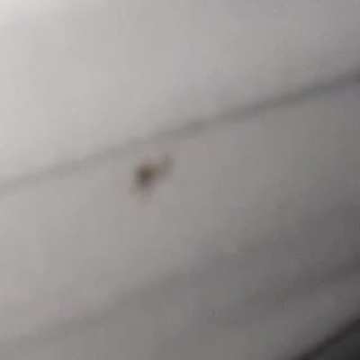 i found a little spider, feat. android camera