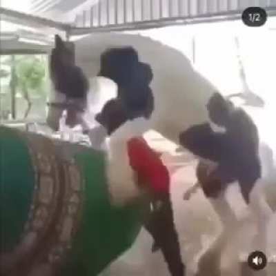 "Oh! he boutta get fuck by a horse"