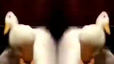 Ducc