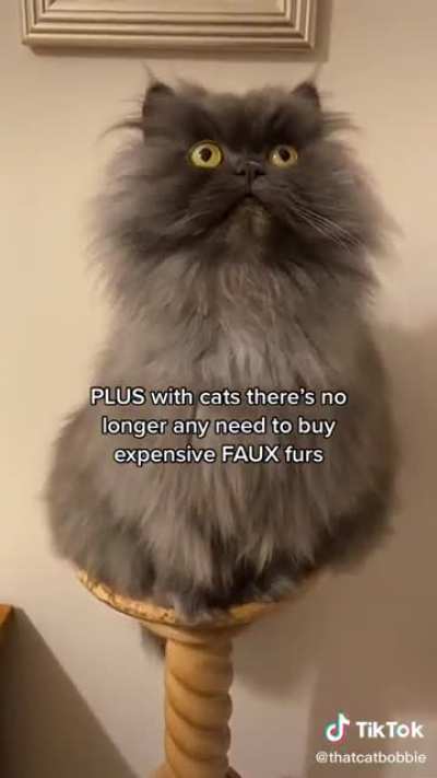 Owning cats