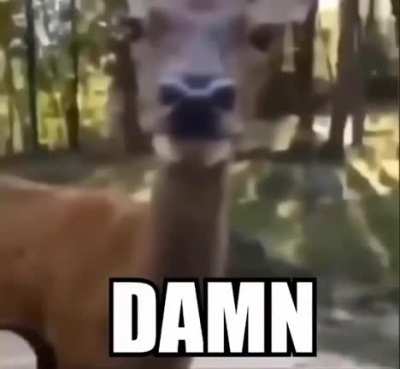 Ricardo got got