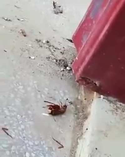 the beauty of nature