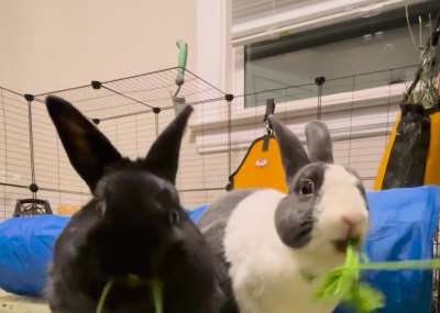 Parsley Party 🌿